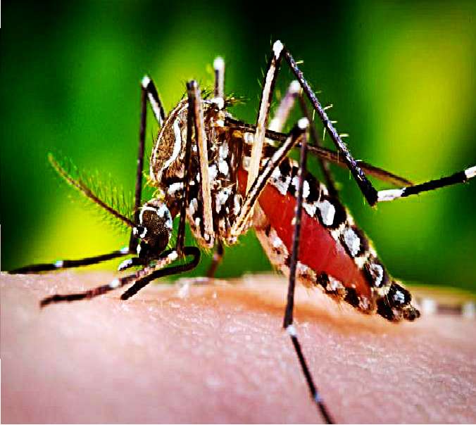 Romperuc Dengue. legpuzzel online