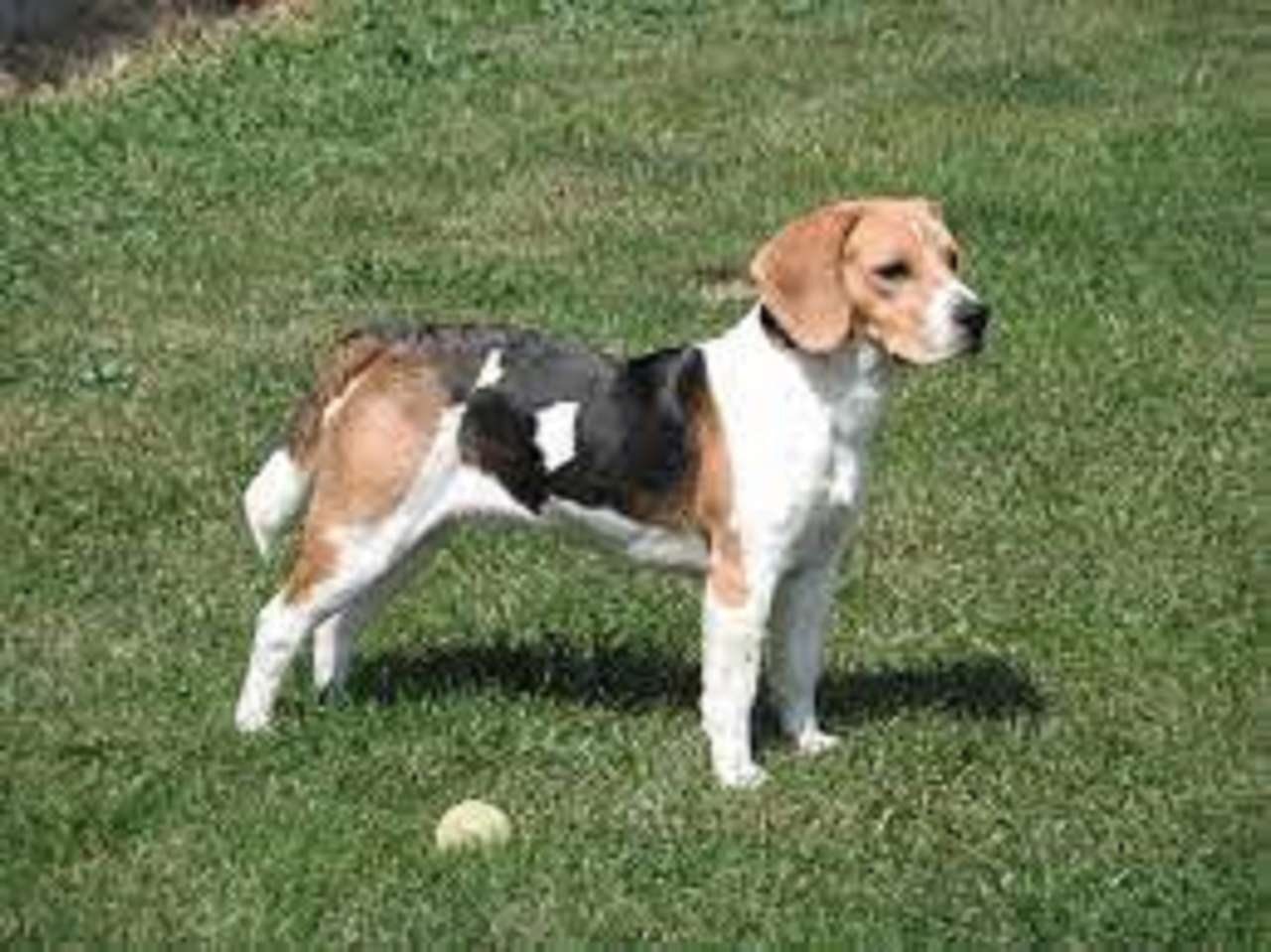Beagle auf einem Spaziergang Online-Puzzle
