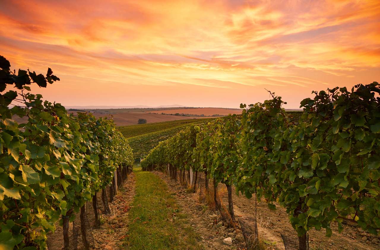 Paisaje de viñedos en Moravia rompecabezas en línea