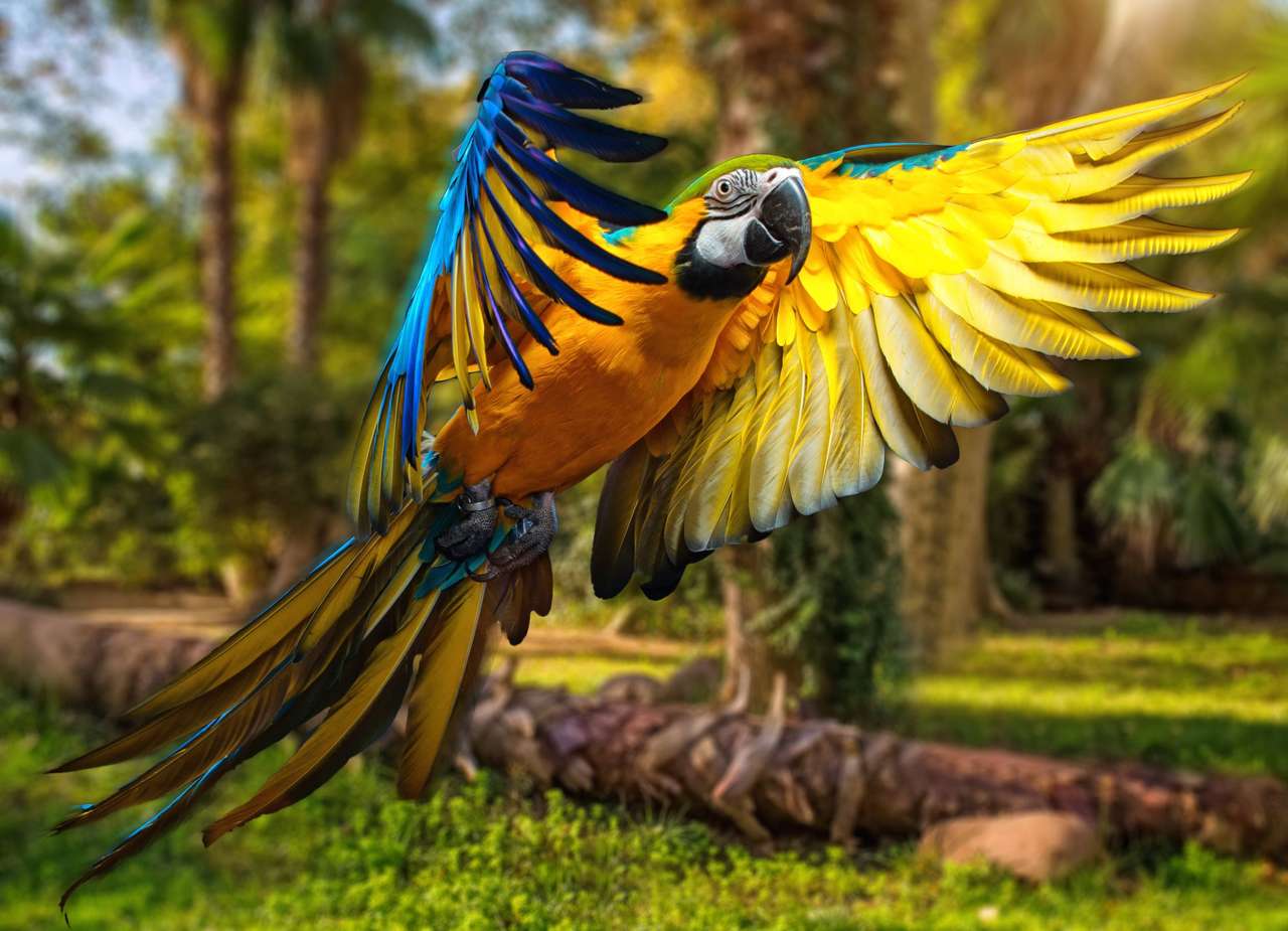 Färgrik papegoja Pussel online