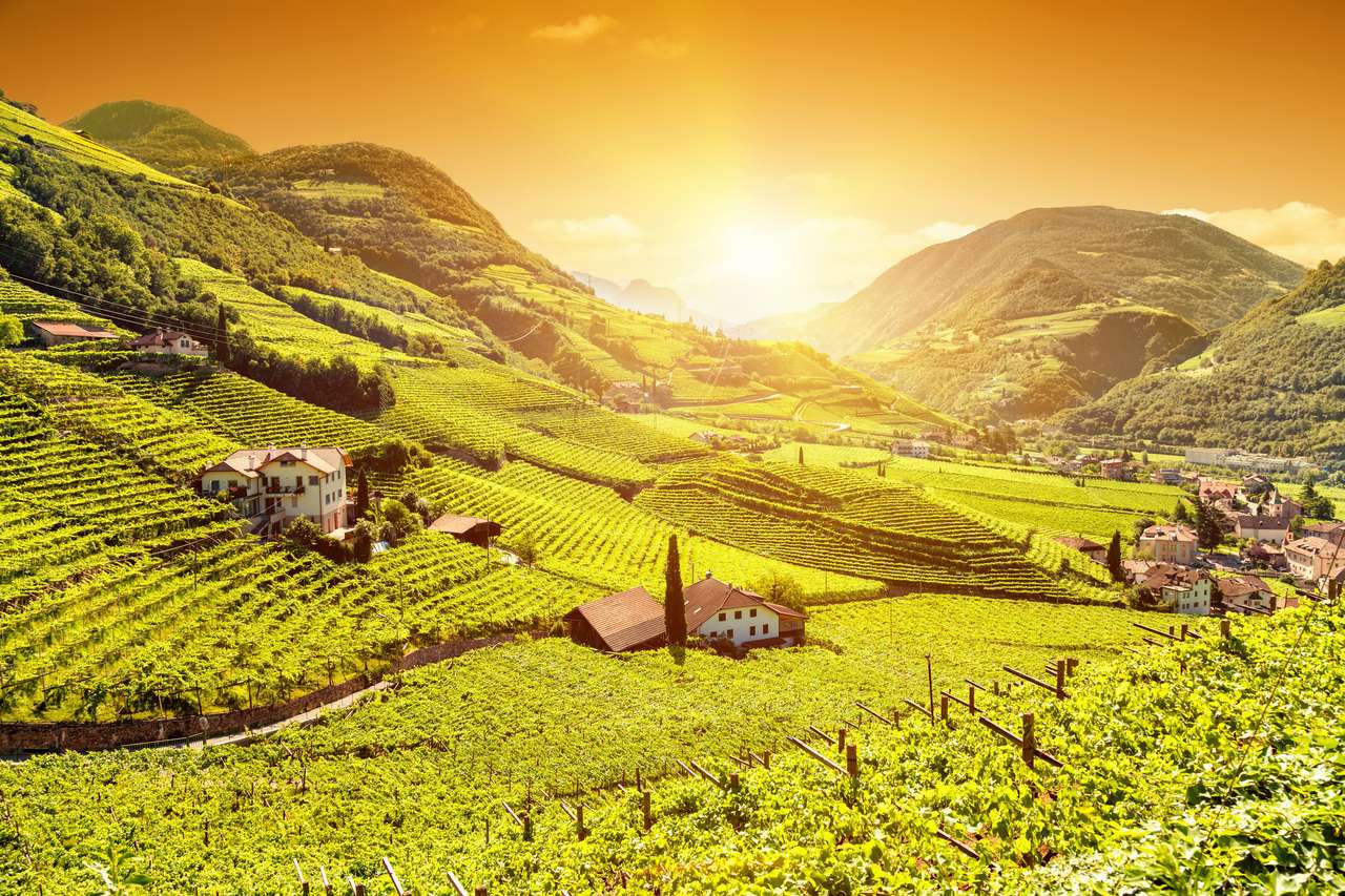 Wijngaard in Bolzano online puzzel