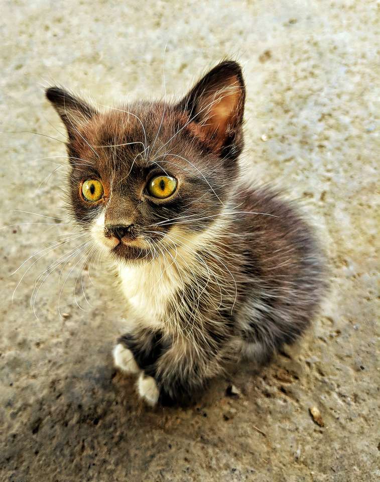 Vacker kattunge Pussel online