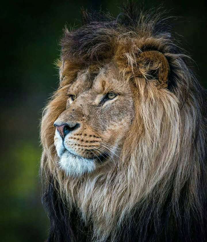 野生のライオン ジグソーパズルオンライン