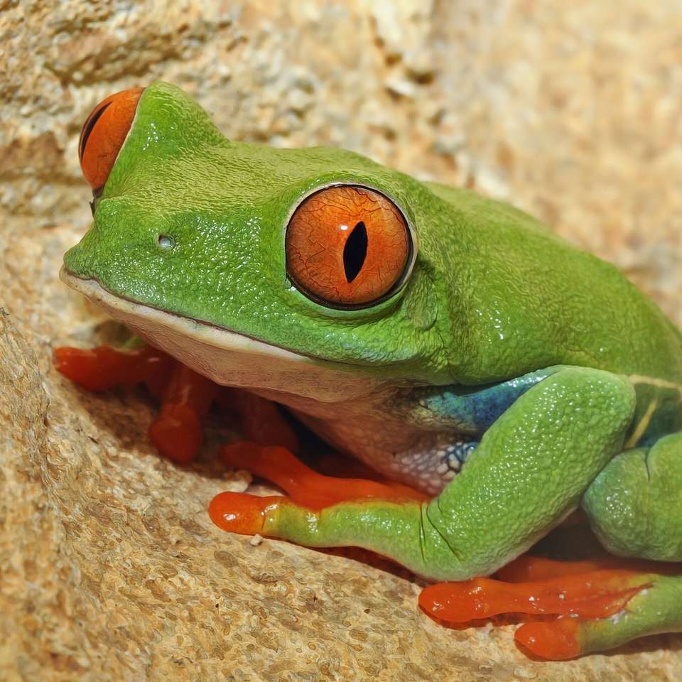 Зелена жаба онлайн пъзел