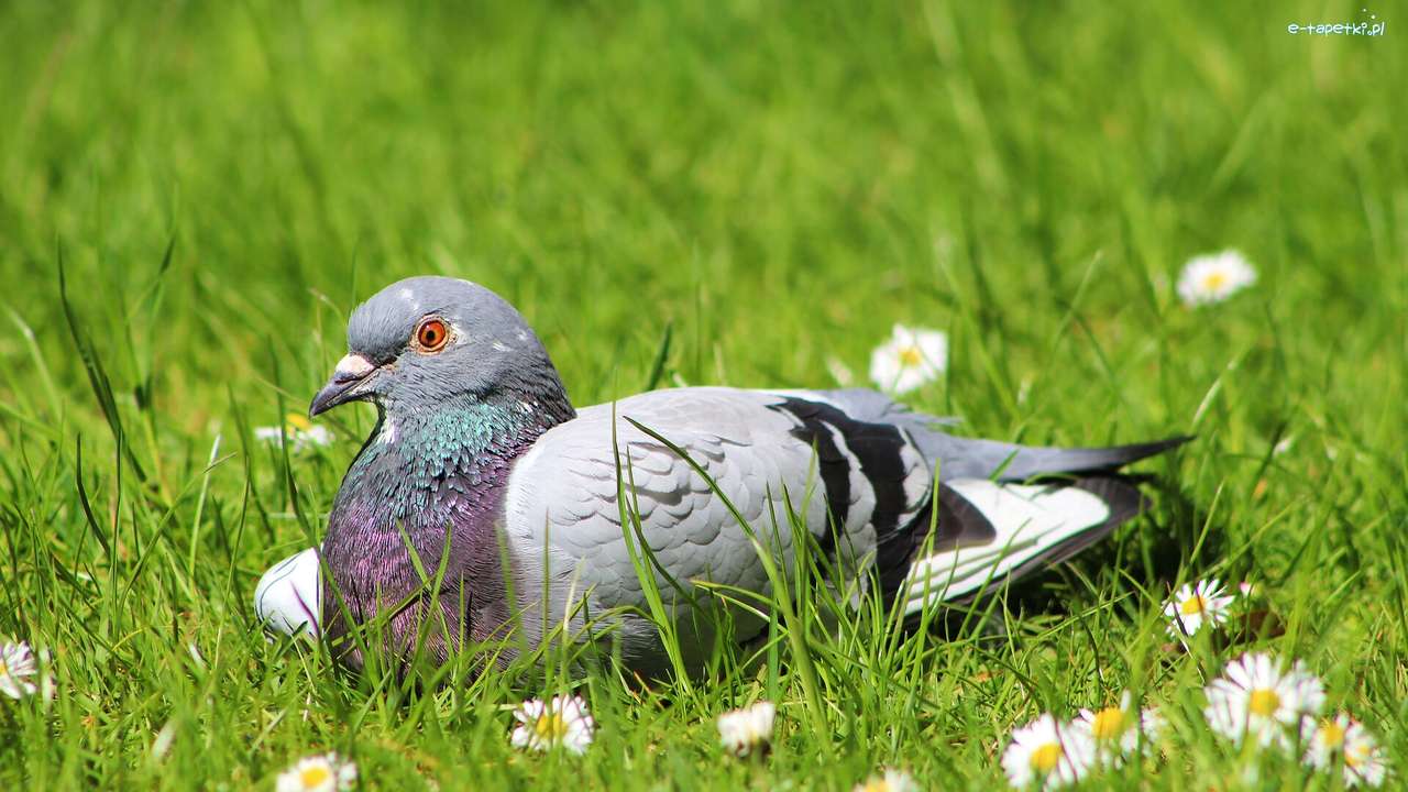 Sitting pigeon on the grass online puzzle