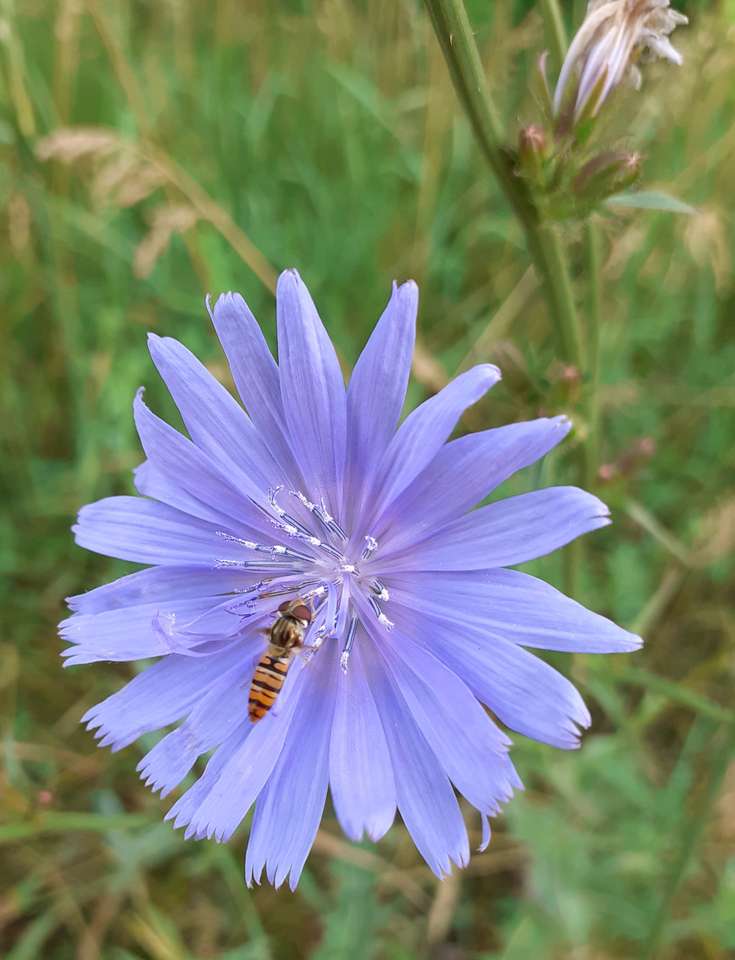 Flor azul con insecto. rompecabezas en línea