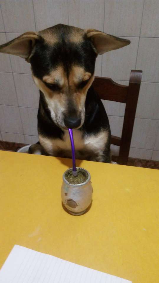Куче пиене. онлайн пъзел