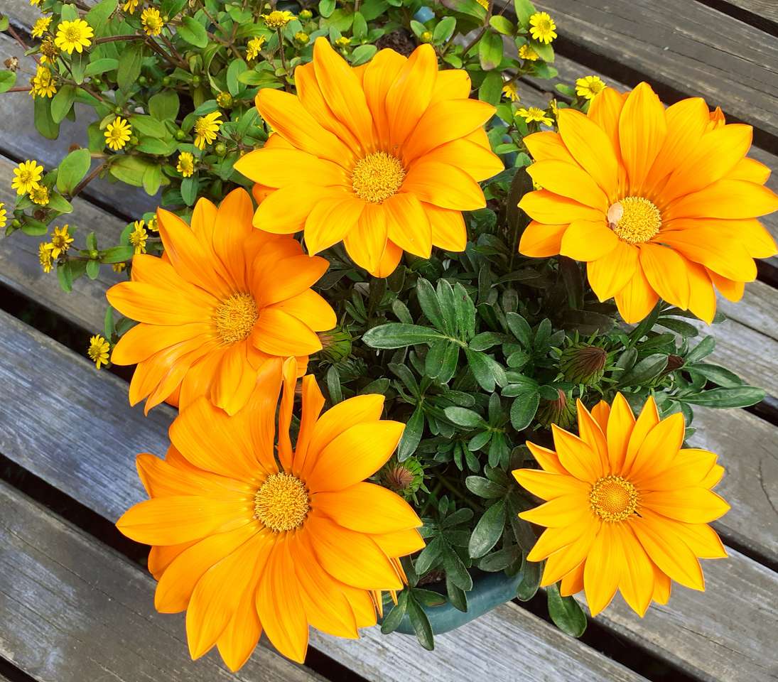 Gelbe Blumen auf dem Balkon Online-Puzzle