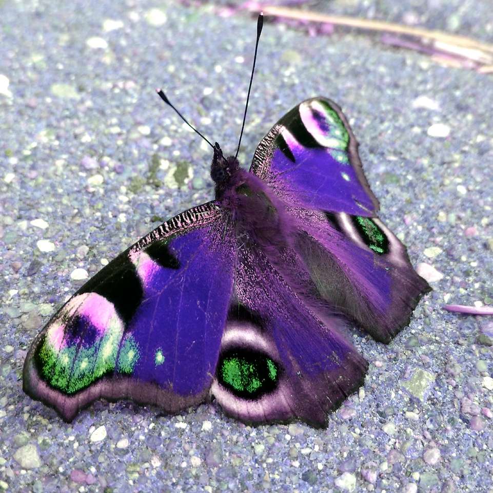 Violet-verde Rusałka Pawik puzzle online