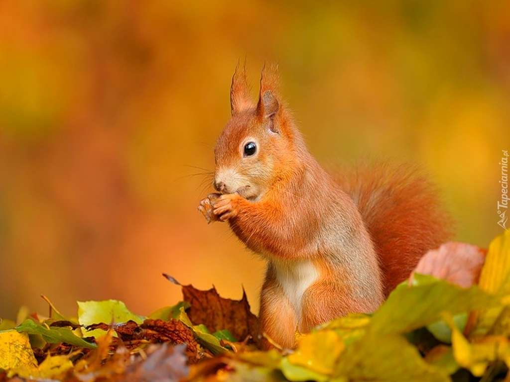 Squirrel and leaves online puzzle