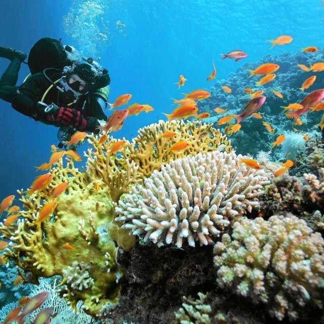 Гмуркане - коралов риф в Египет онлайн пъзел