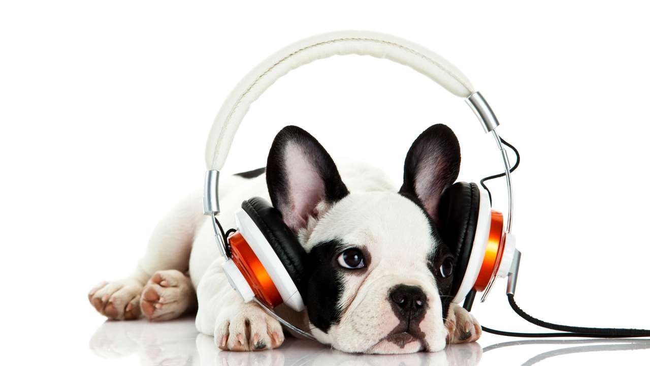 Fransk Bulldog med hörlurar pussel på nätet