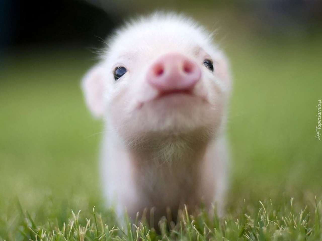 Мініатюрна свиня пазл онлайн