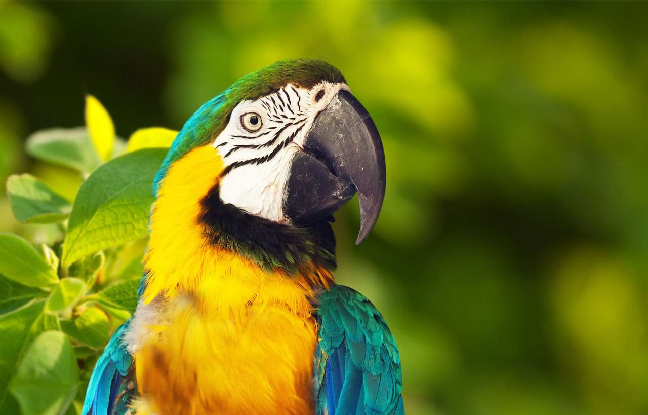 Macaw verde-alato ara cloroperus in natura selvaggia puzzle online