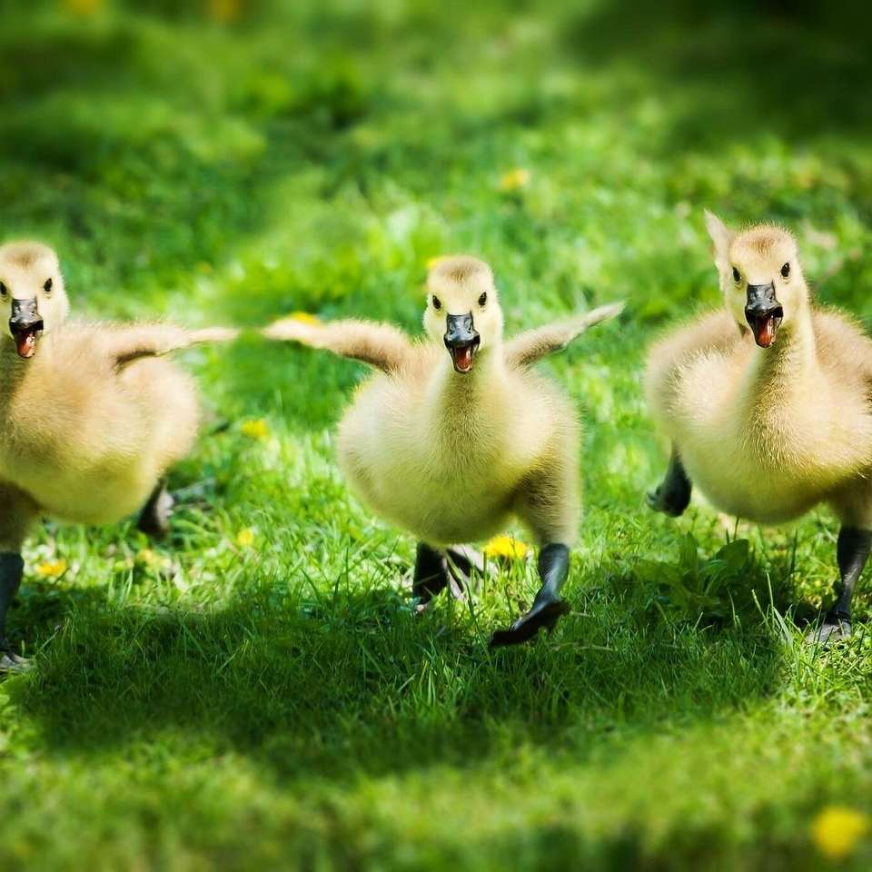 Running Geese jigsaw puzzle online
