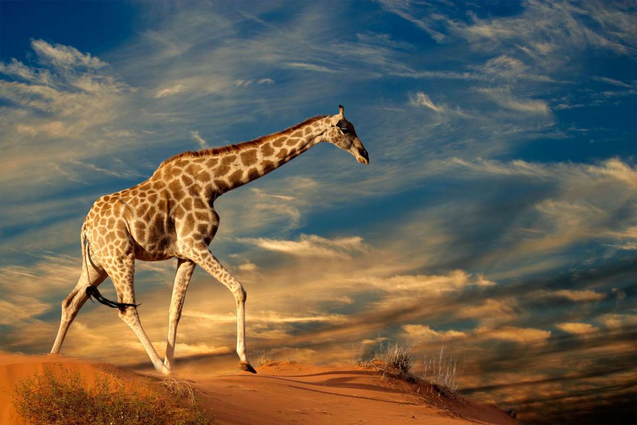 Giraffe mergând pe o dună de nisip, Africa de Sud puzzle online