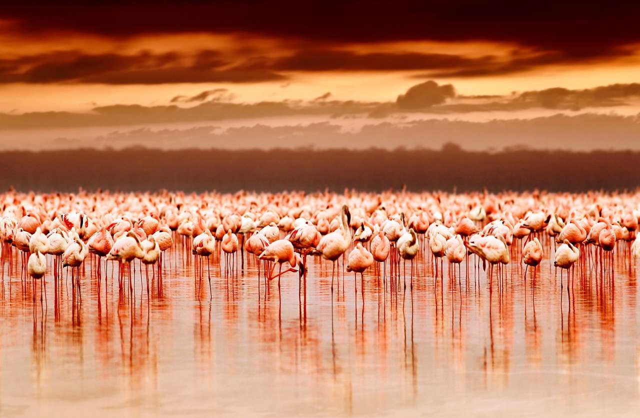 Exotiska afrikanska flamingor i sjön Pussel online