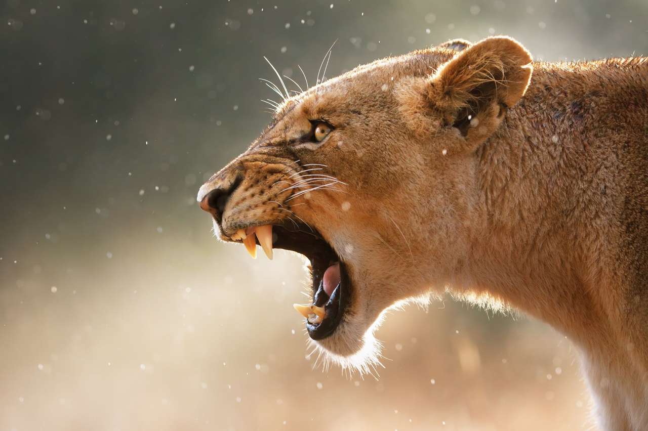 Lioness v národním parku Kruger - Jižní Afrika online puzzle