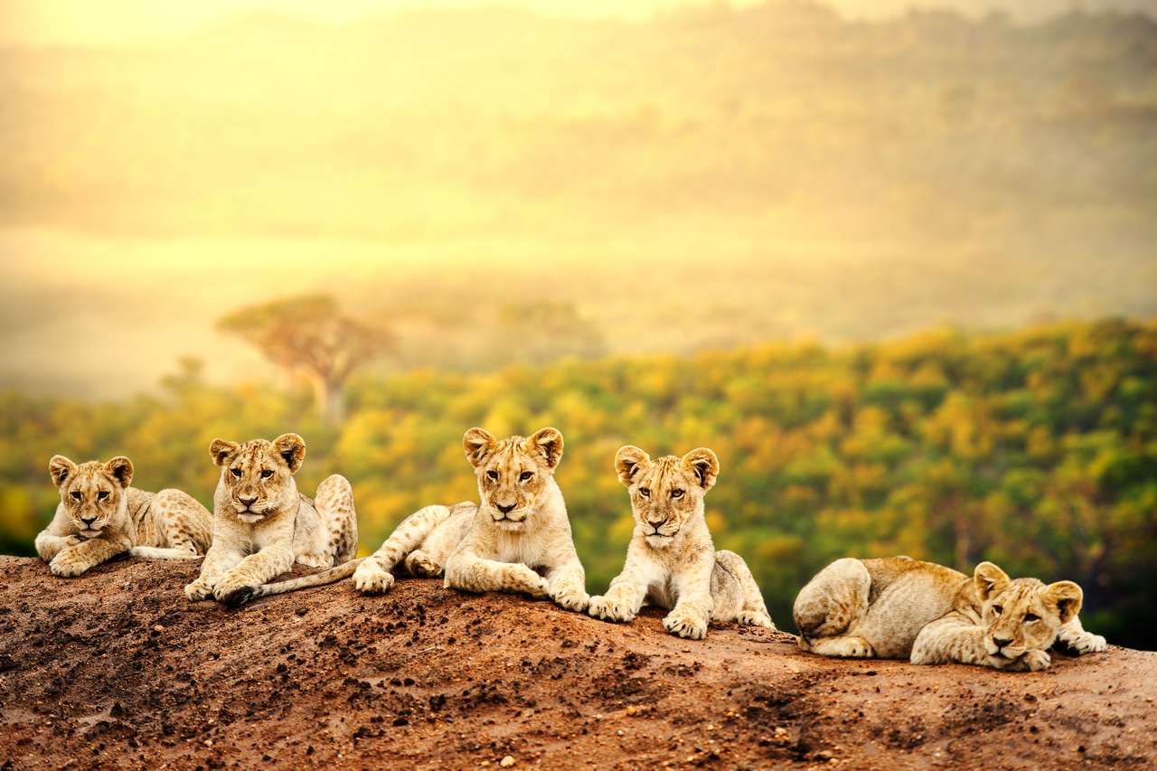 Lindos cachorros de león acostados juntos esperando a la madre rompecabezas en línea