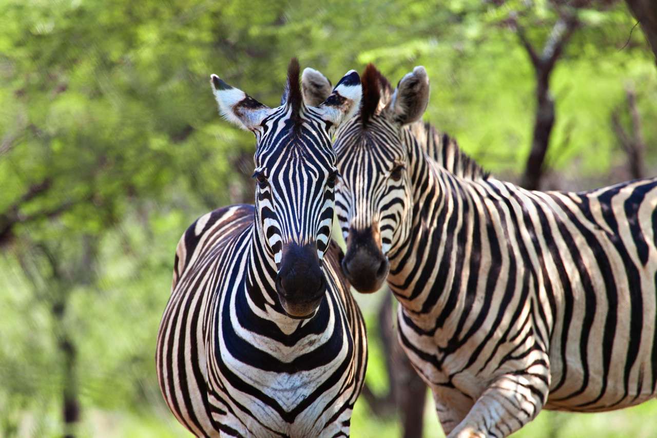 Duas zebras masculinas, no habitat africano natural quebra-cabeças online