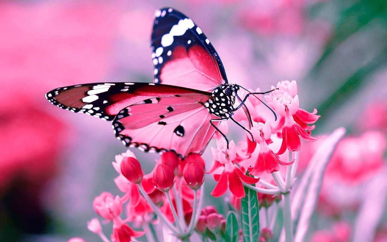 Růžový motýl skládačky online