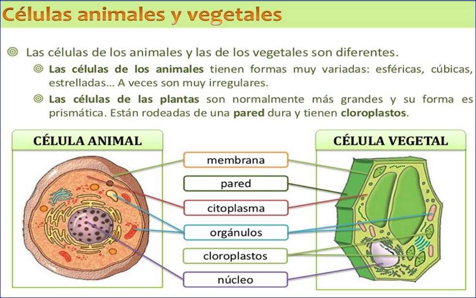 Zvířecí a rostlinné buňky skládačky online