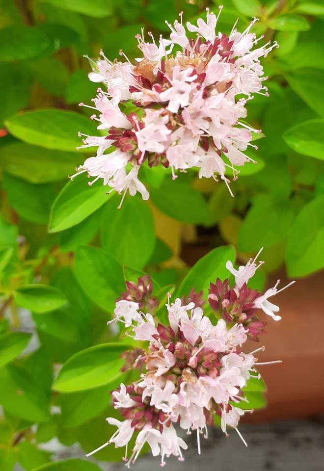 Kvetoucí oregano skládačky online