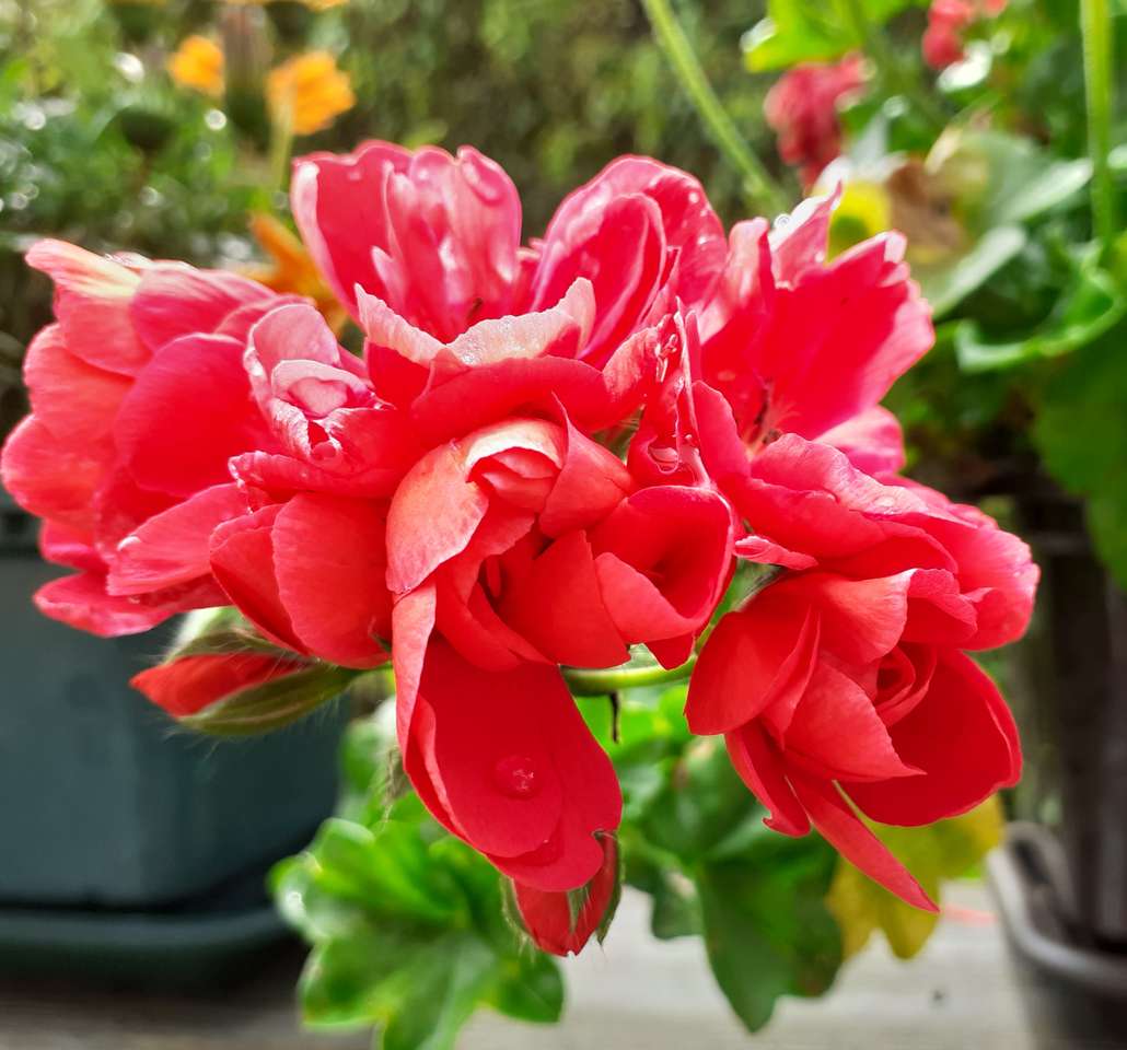 Λουλούδι Pelargonium μετά από βροχή. online παζλ