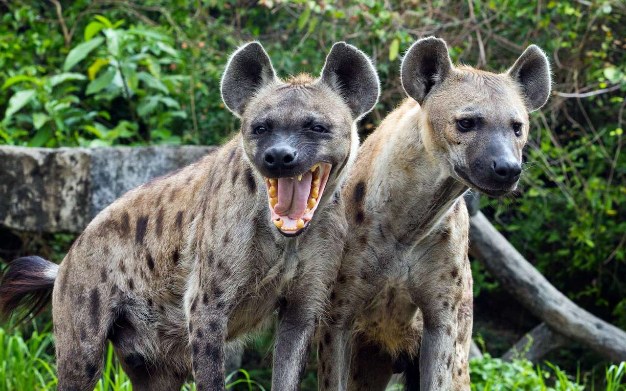 Hyena. Pussel online