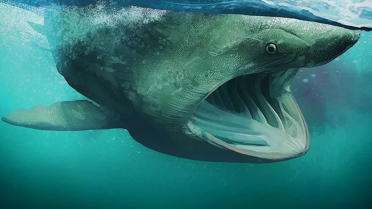 海のサメ ジグソーパズルオンライン