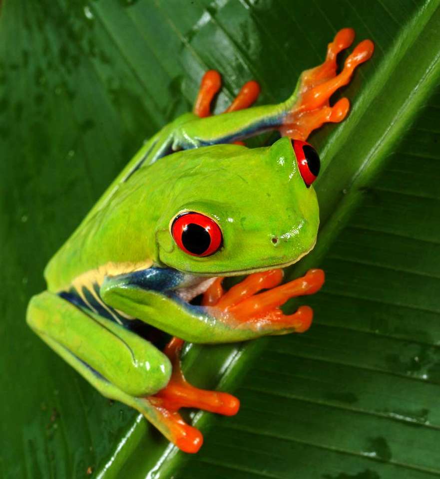 Екзотична жаба. онлайн пъзел