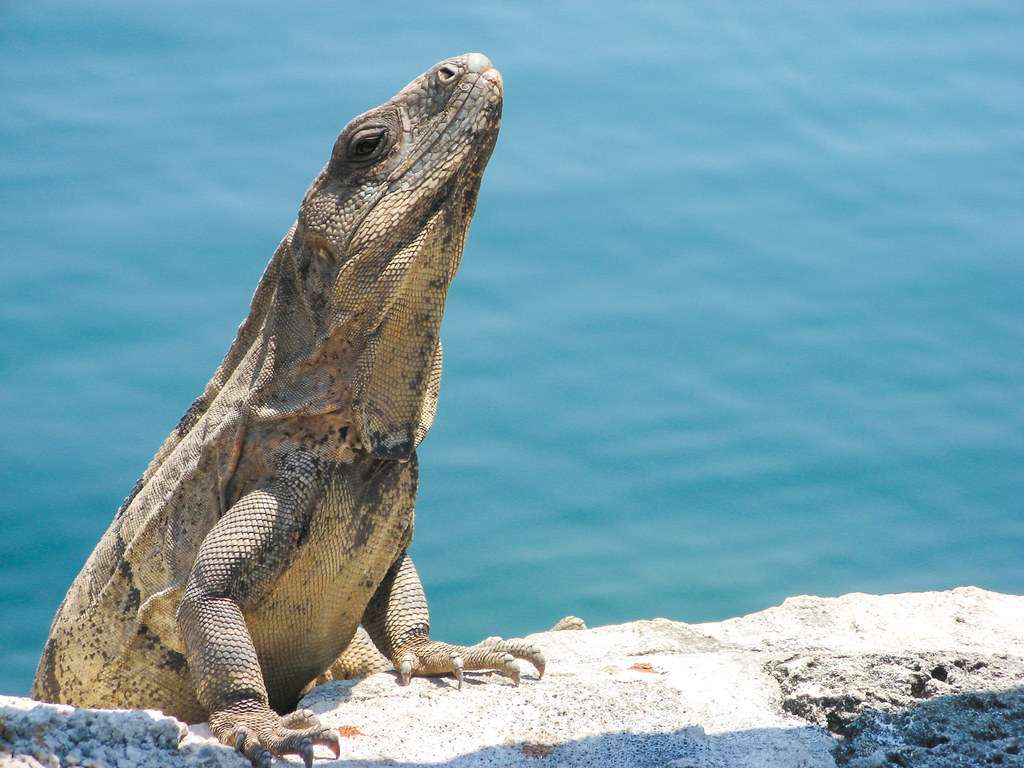 Iguana v Mexiku skládačky online