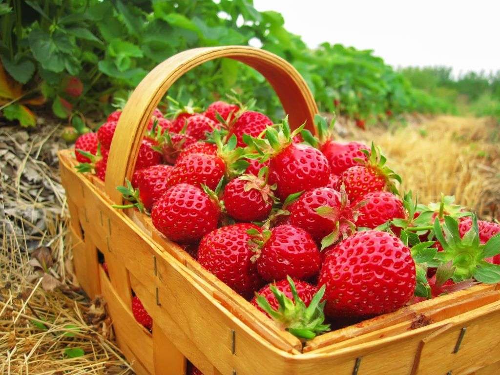 Fresas en un brillo rompecabezas en línea