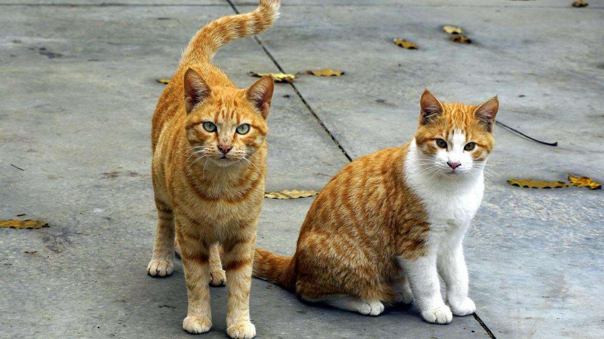 Dois gatinhos vermelhos quebra-cabeças online