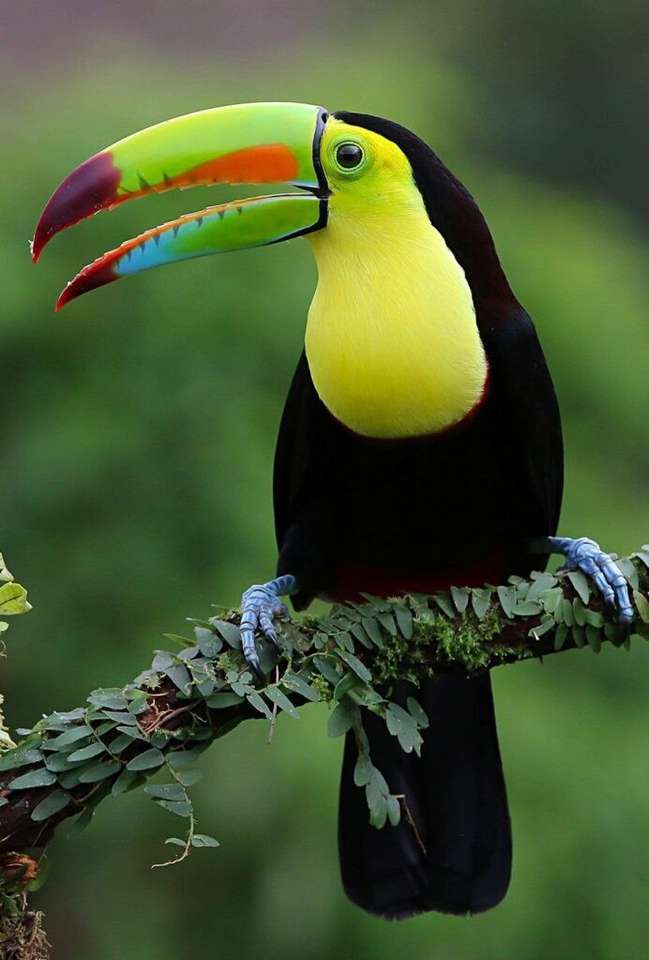 Big bird- toucan online puzzle