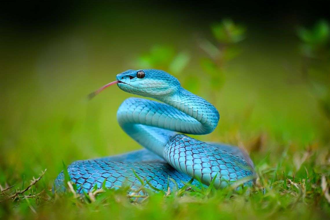 Змея онлайн-пазл