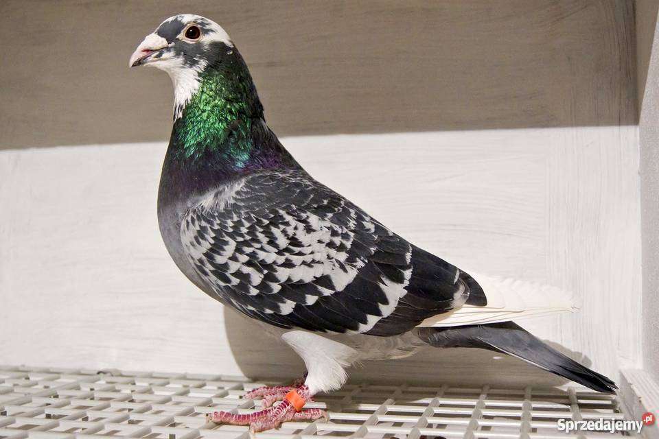post pigeon online puzzle
