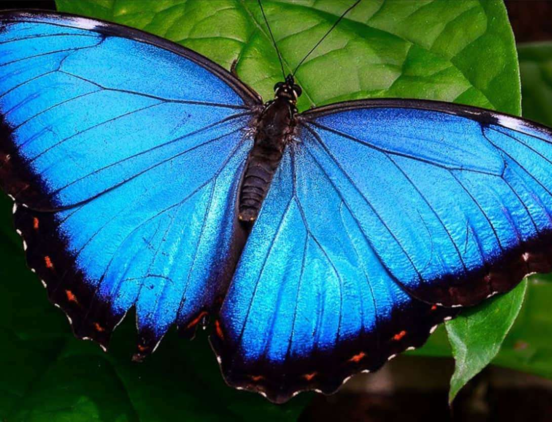 Farfalla blu puzzle online