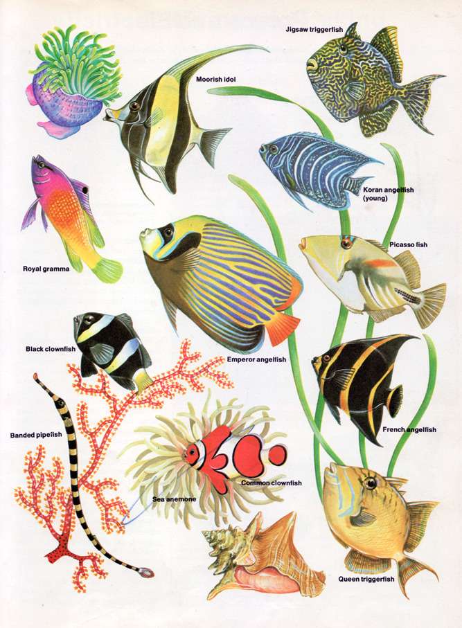 熱帯魚 オンラインパズル