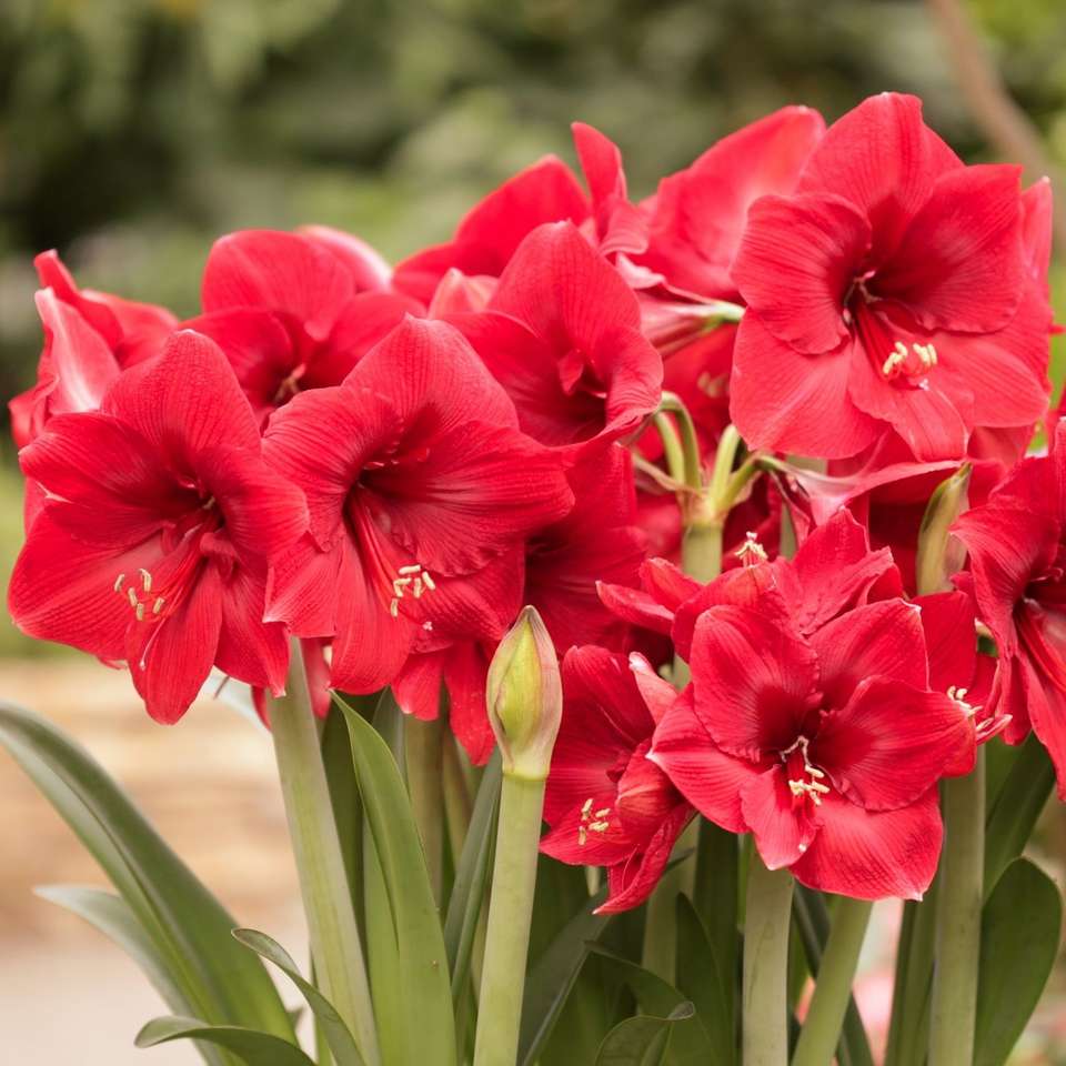 Rote Amarylis-Blumen. Online-Puzzle