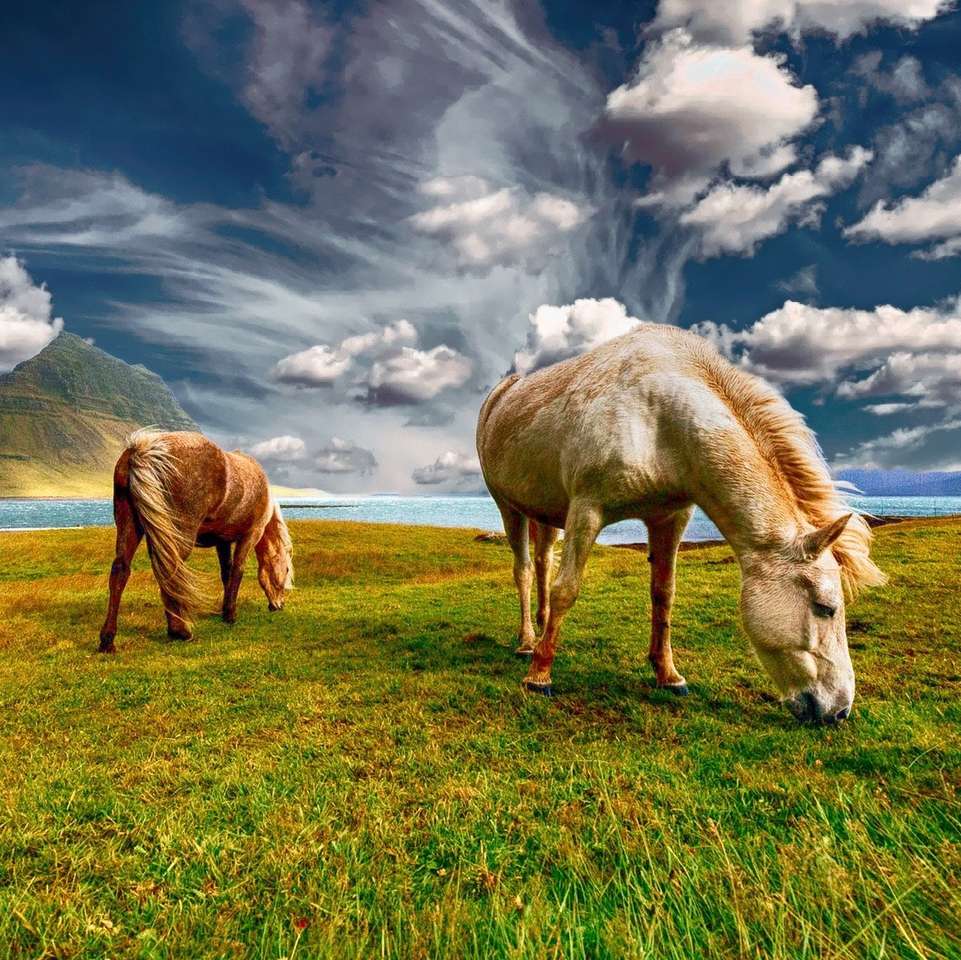 Hästar i betesmarken pussel på nätet