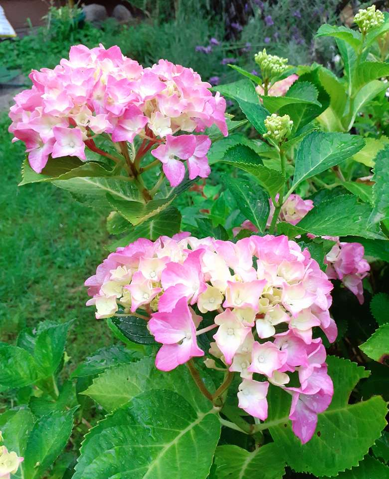 Rosa hortensior i trädgården. pussel på nätet