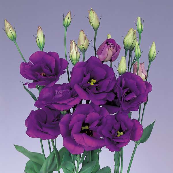 Eustoma paars online puzzel
