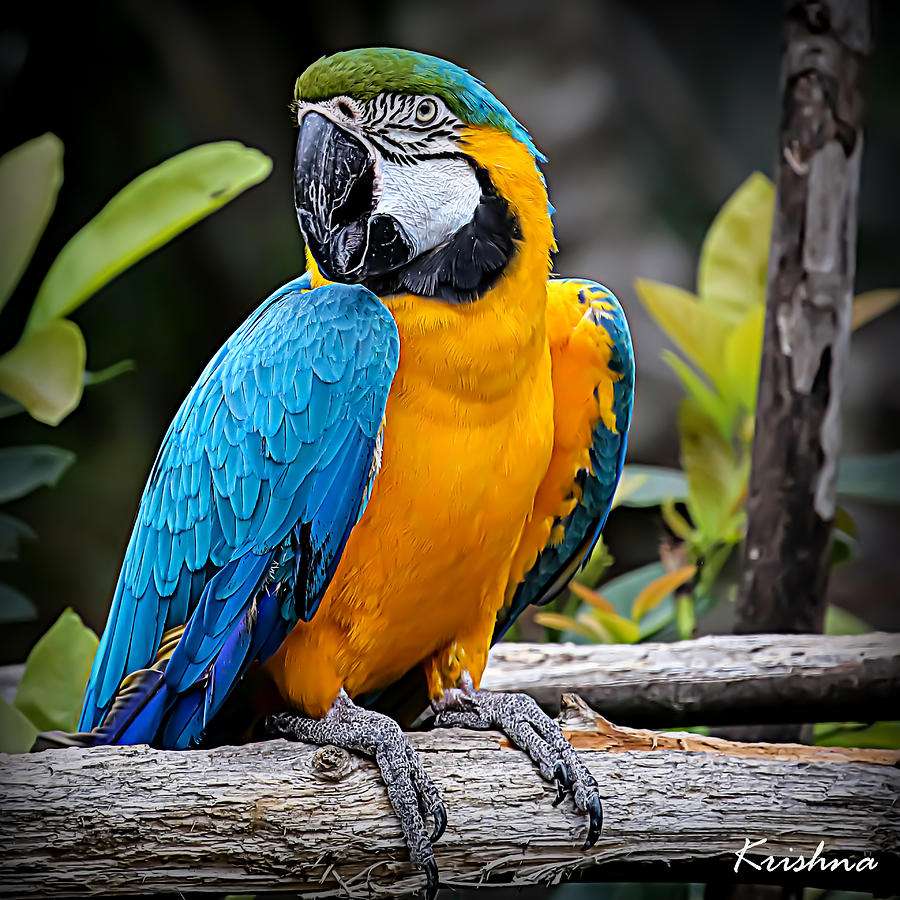 Papoušek v tropech online puzzle