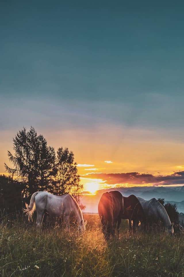 美しい夕日の牧草地の馬 オンラインパズル