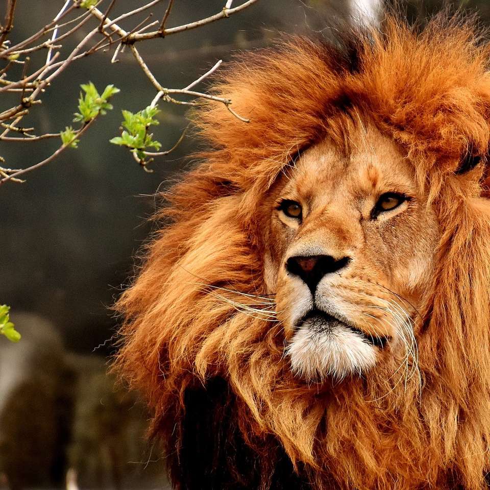 Afrikanischer Löwe. Puzzlespiel online
