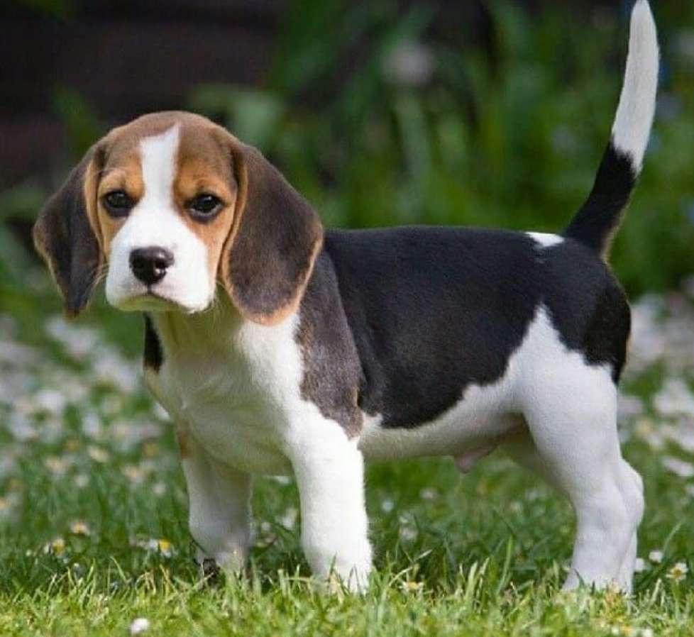 beagle puppy online puzzle