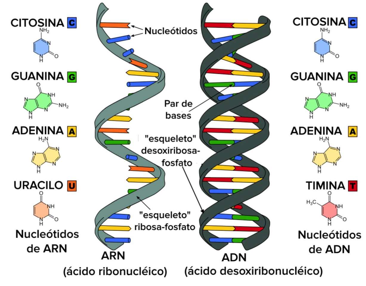 ДНК і РНК пазл онлайн