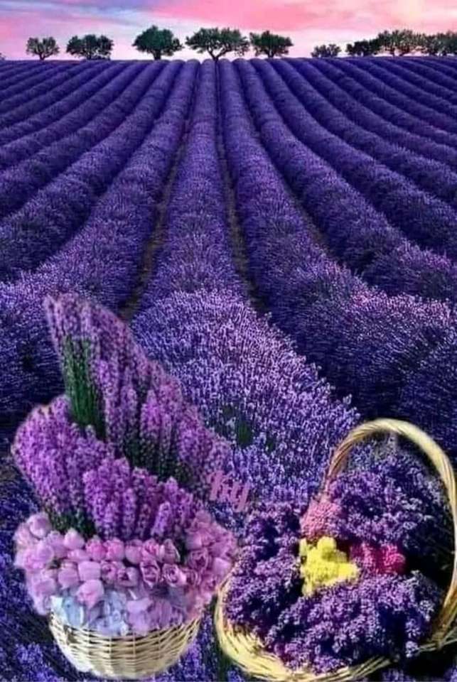 Lavendel fält i Frankrike pussel på nätet