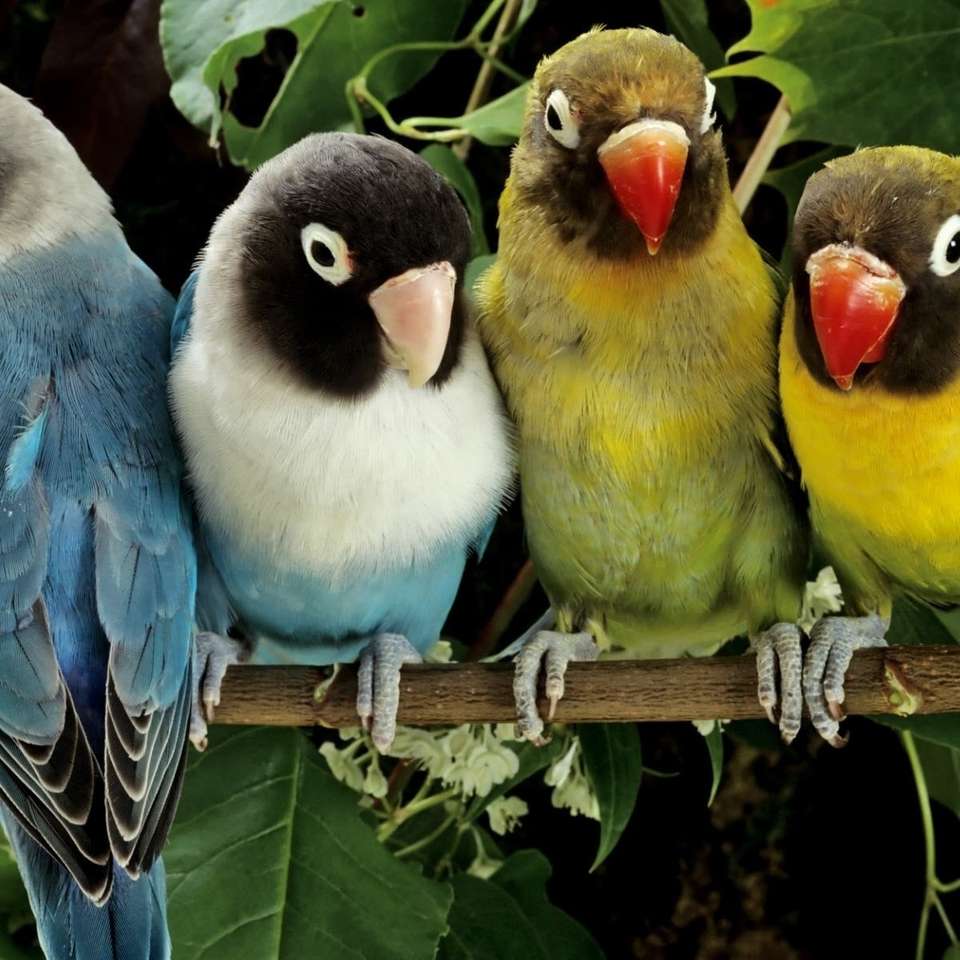 Любити птахів онлайн пазл